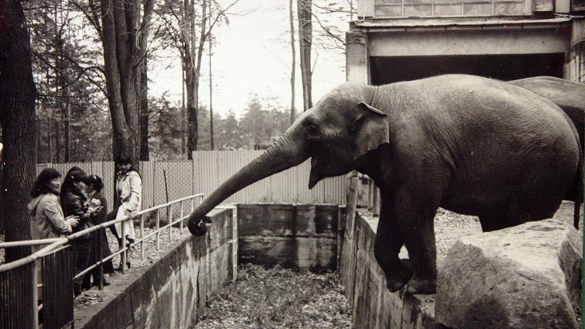 Liberecká zoo přišla o své nejstarší zvíře. Slonici Rání bylo 58 let